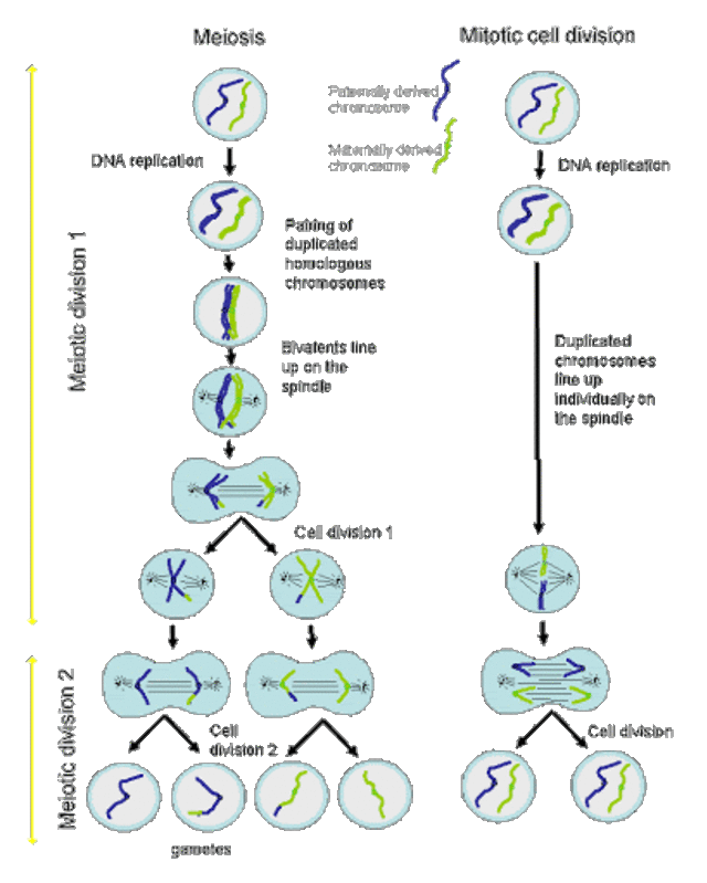 Detail Tahapan Meiosis Beserta Gambar Nomer 42