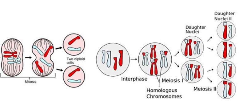 Detail Tahapan Meiosis Beserta Gambar Nomer 43