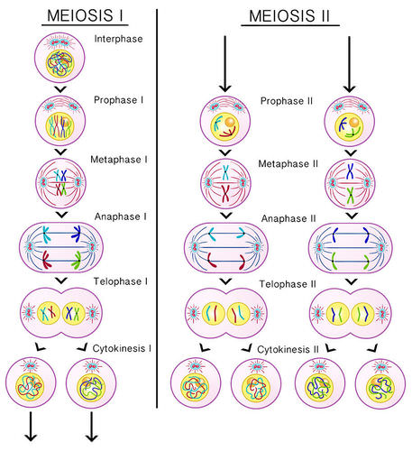 Detail Tahapan Meiosis Beserta Gambar Nomer 44