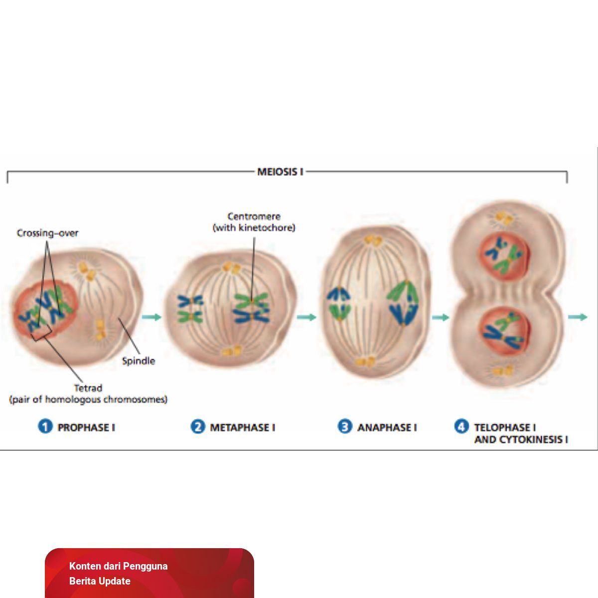 Detail Tahapan Meiosis Beserta Gambar Nomer 52