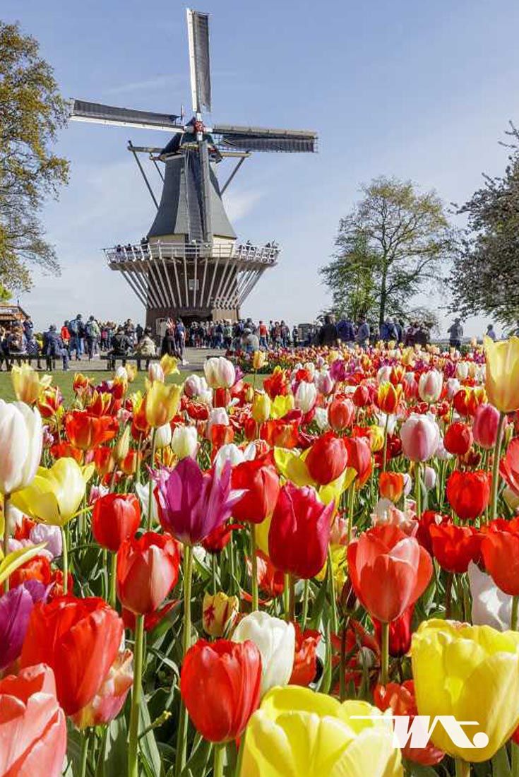 Detail Taman Bunga Tulip Di Belanda Nomer 14