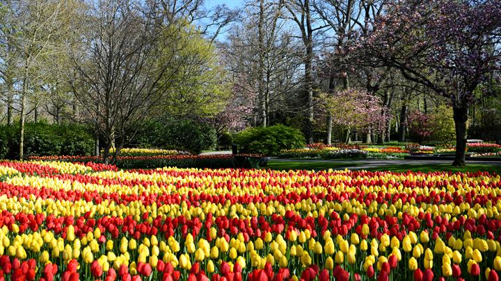 Detail Taman Bunga Tulip Di Belanda Nomer 20