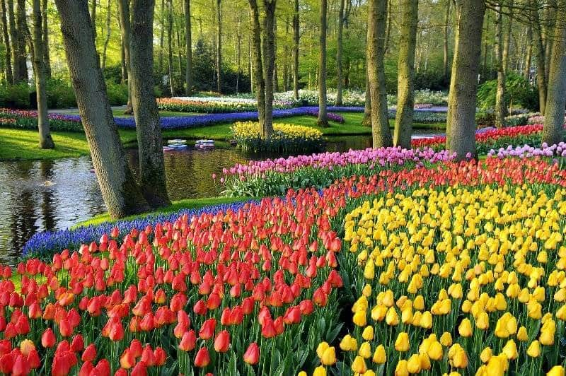 Detail Taman Bunga Tulip Di Belanda Nomer 38