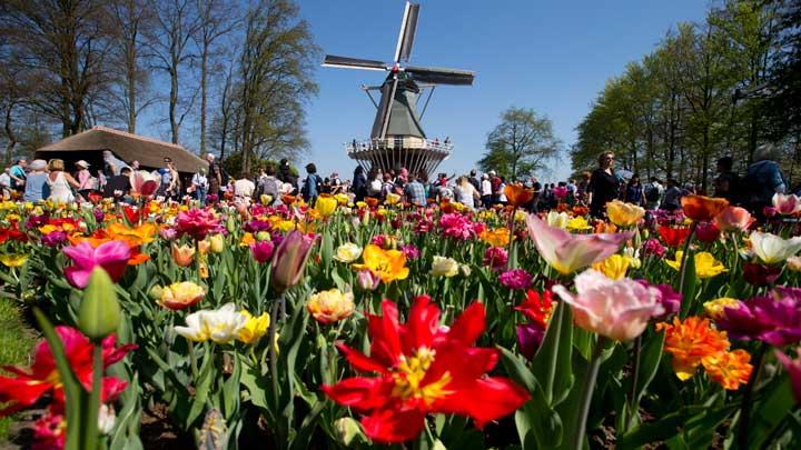 Detail Taman Bunga Tulip Di Belanda Nomer 41