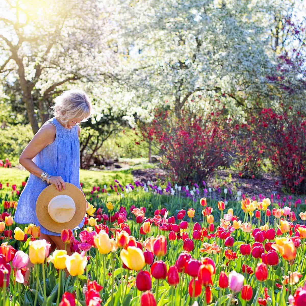 Detail Taman Bunga Tulip Di Belanda Nomer 7