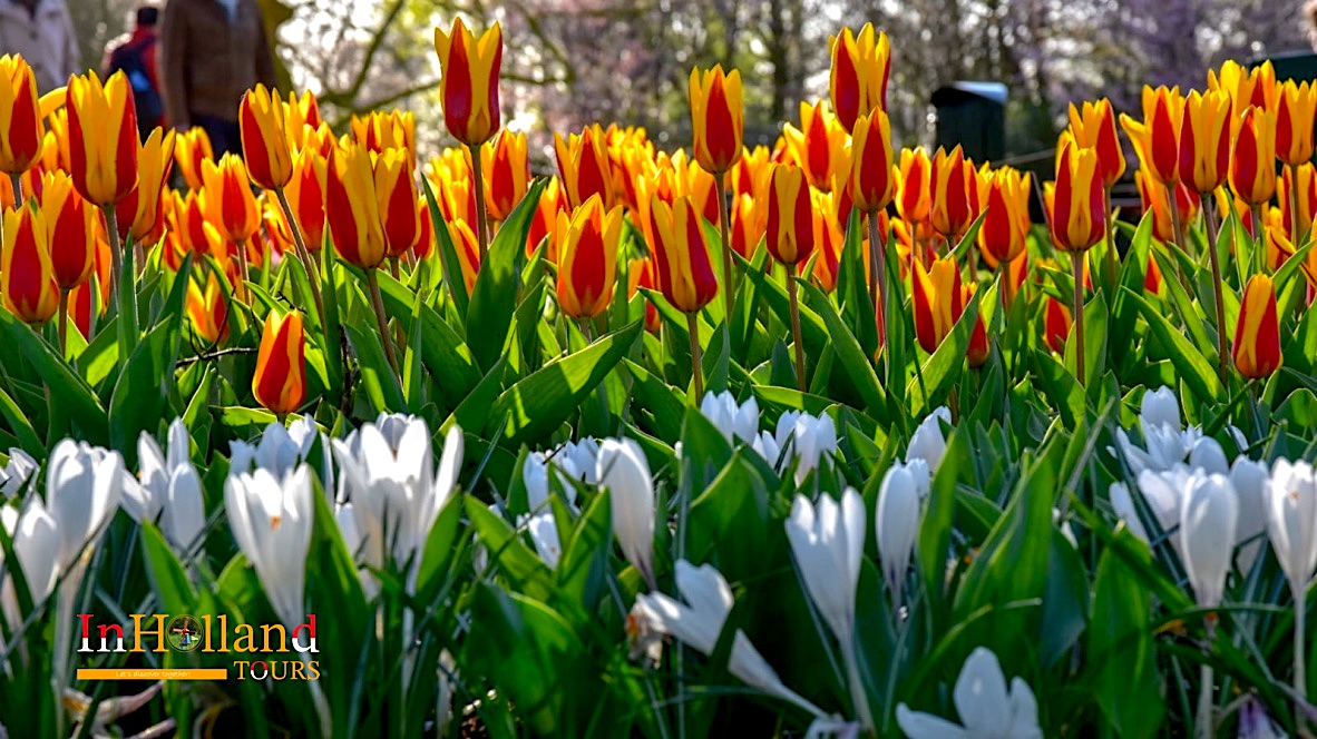 Detail Taman Bunga Tulip Di Indonesia Nomer 28