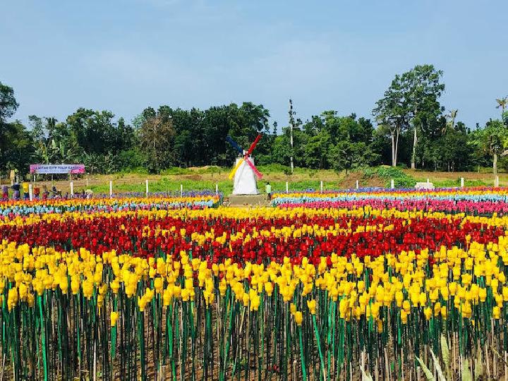 Detail Taman Bunga Tulip Di Indonesia Nomer 30