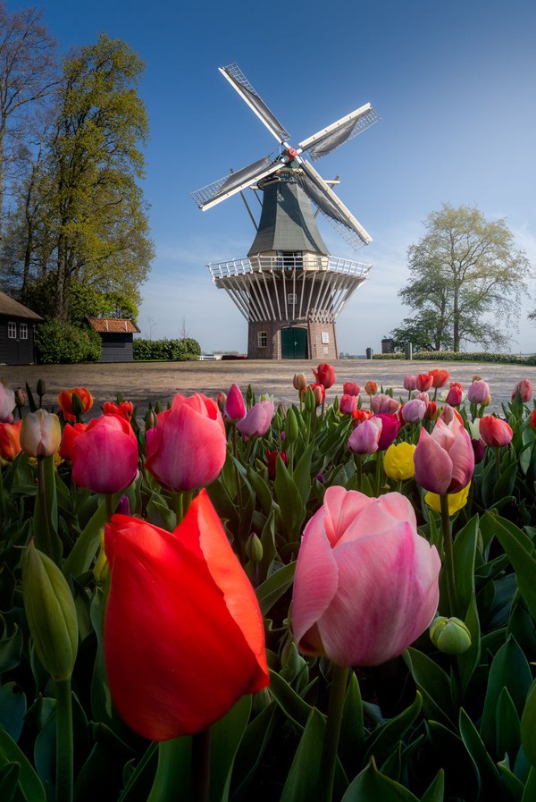 Detail Taman Bunga Tulip Terindah Di Dunia Nomer 2