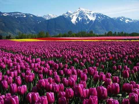 Detail Taman Bunga Tulip Terindah Di Dunia Nomer 13