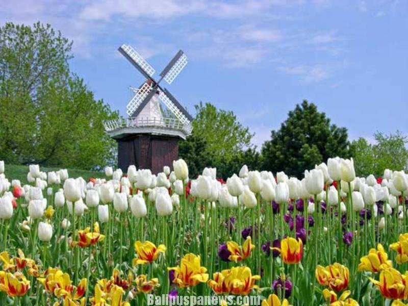 Detail Taman Bunga Tulip Terindah Di Dunia Nomer 19