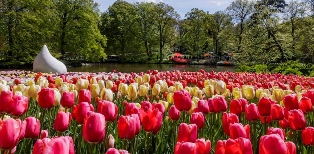 Detail Taman Bunga Tulip Terindah Di Dunia Nomer 29