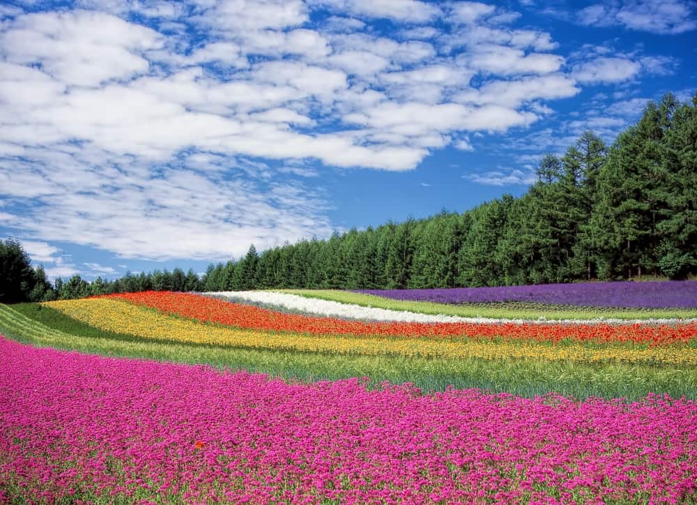 Detail Taman Bunga Tulip Terindah Di Dunia Nomer 31