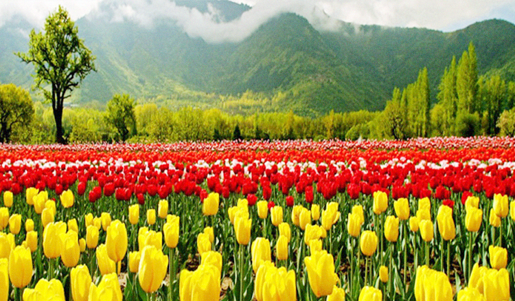 Detail Taman Bunga Tulip Terindah Di Dunia Nomer 6