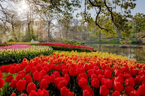 Detail Taman Bunga Tulip Terindah Di Dunia Nomer 9
