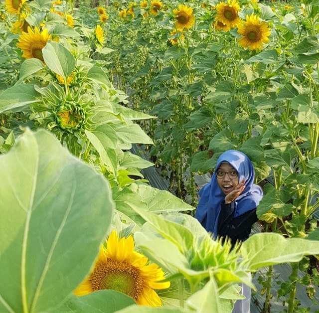 Detail Taman Bunga Yang Indah Nomer 40