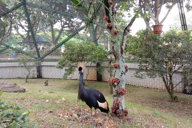 Detail Taman Burung Di Rumah Nomer 17