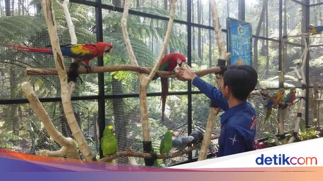 Detail Taman Burung Di Rumah Nomer 3