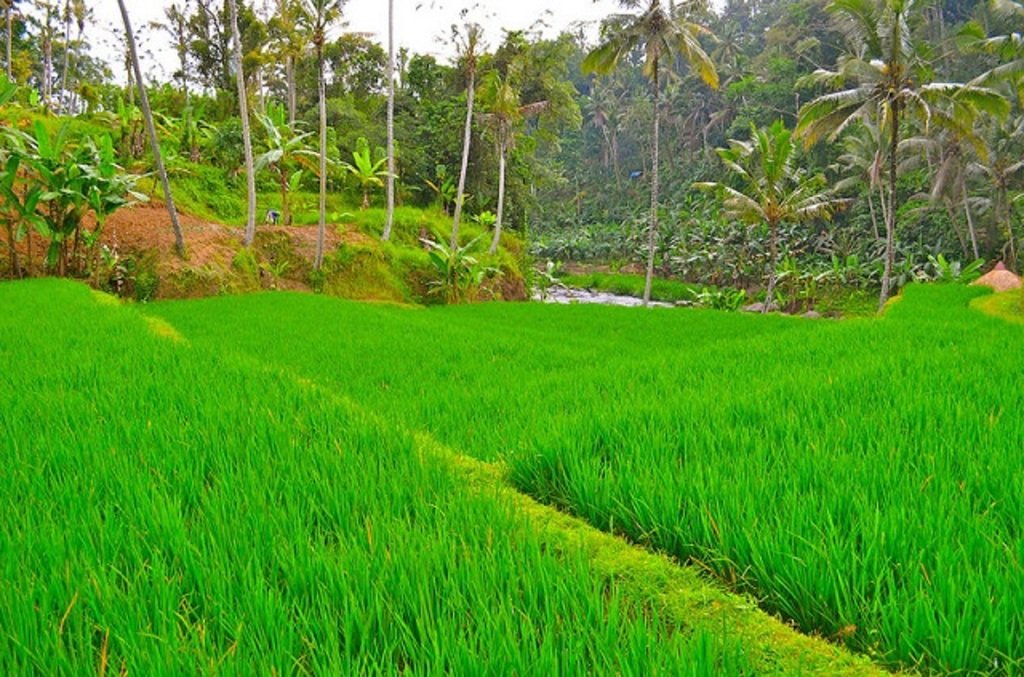 Detail Taman Gantung Ubud Nomer 23