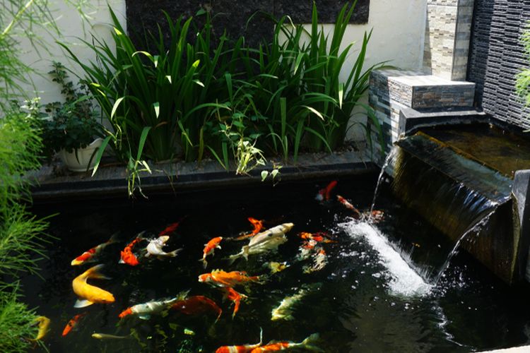 Detail Taman Ikan Koi Nomer 17