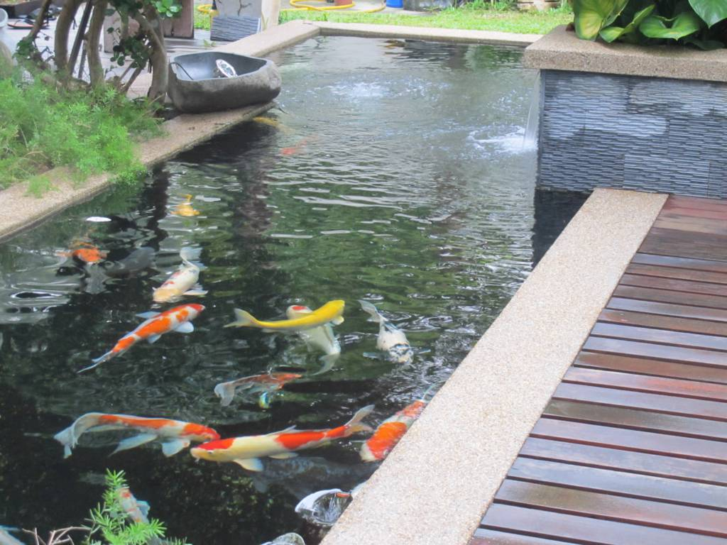 Detail Taman Ikan Koi Nomer 5