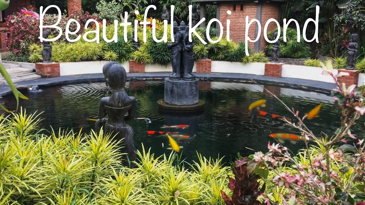 Detail Taman Ikan Koi Nomer 40