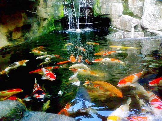 Detail Taman Kolam Ikan Koi Nomer 25