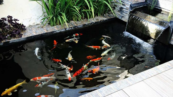 Detail Taman Kolam Ikan Koi Nomer 29