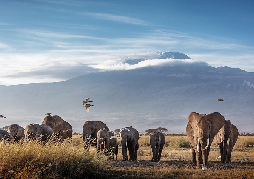 Detail Taman Nasional Amboseli Nomer 15