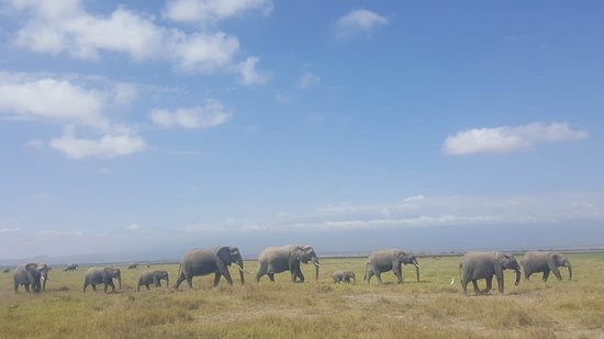 Detail Taman Nasional Amboseli Nomer 35