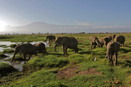 Detail Taman Nasional Amboseli Nomer 37