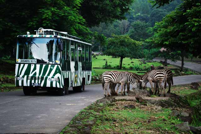 Detail Taman Safari Prigen Di Jawa Timur Merupakan Contoh Pelestarian Nomer 13