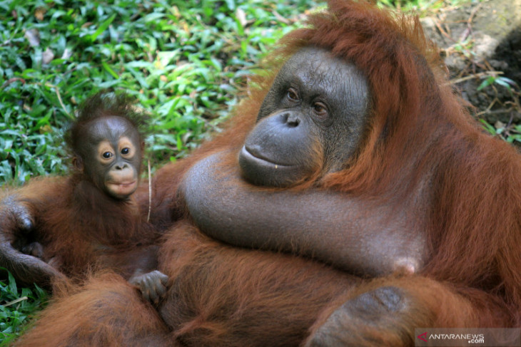 Detail Taman Safari Prigen Di Jawa Timur Merupakan Contoh Pelestarian Nomer 22