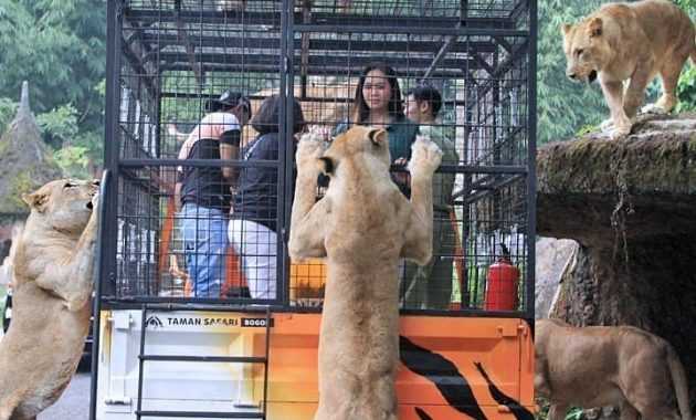 Detail Taman Safari Prigen Di Jawa Timur Merupakan Contoh Pelestarian Nomer 23