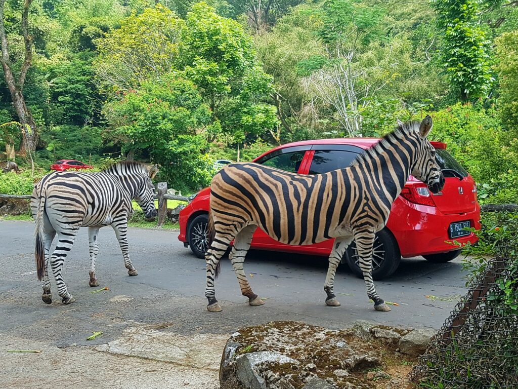 Detail Taman Safari Prigen Di Jawa Timur Merupakan Contoh Pelestarian Nomer 29