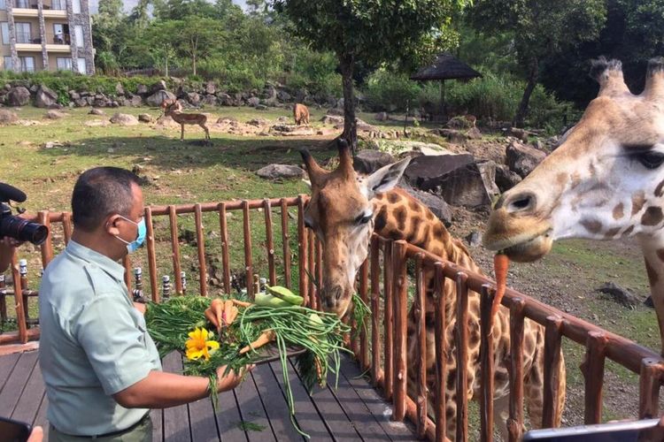 Detail Taman Safari Prigen Di Jawa Timur Merupakan Contoh Pelestarian Nomer 47