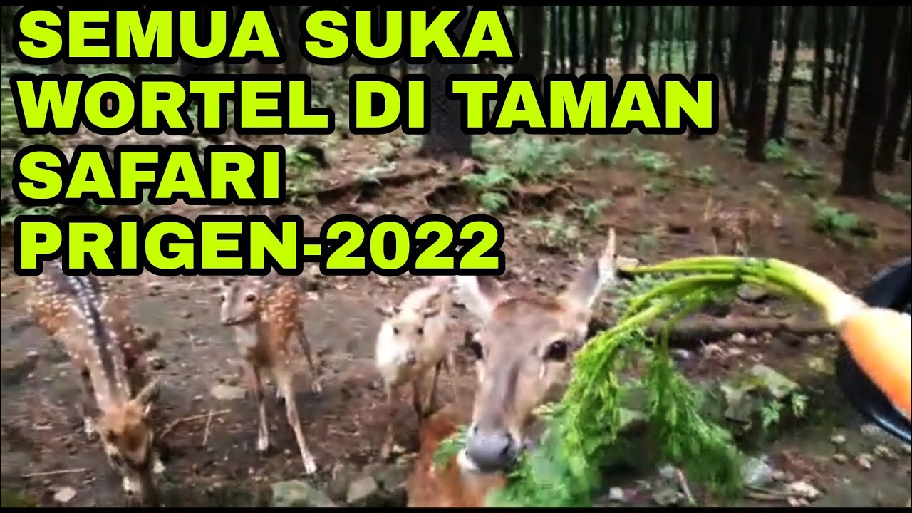 Detail Taman Safari Prigen Di Jawa Timur Merupakan Contoh Pelestarian Nomer 48