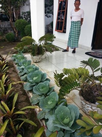 Detail Taman Sayur Depan Rumah Nomer 38