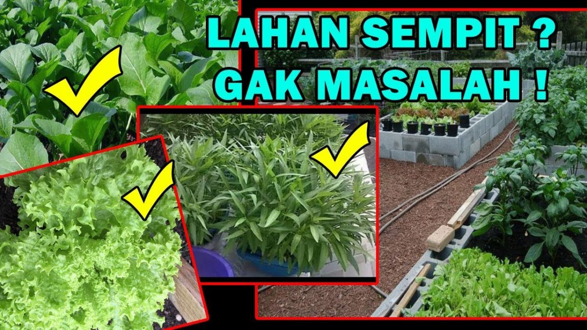 Detail Taman Sayuran Di Halaman Rumah Nomer 31