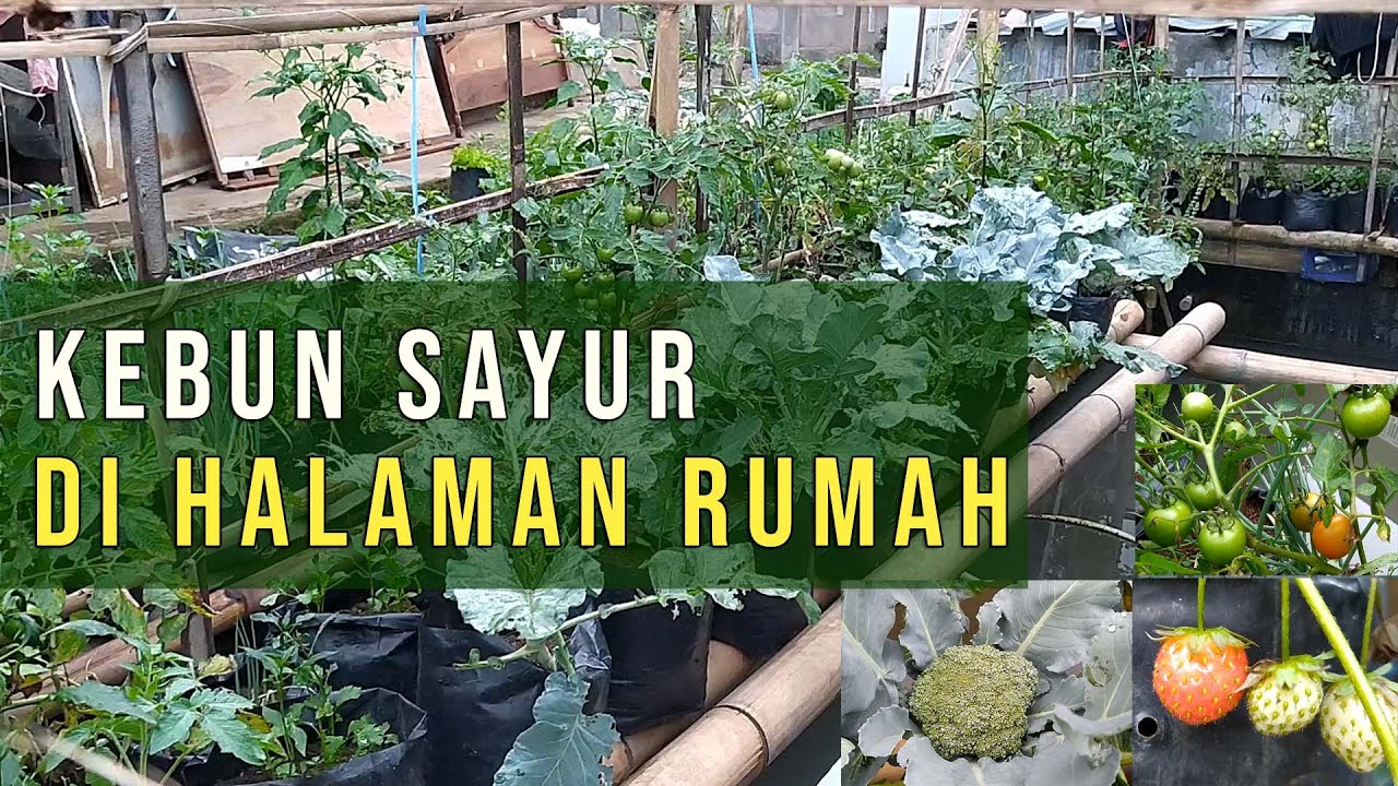 Detail Taman Sayuran Di Pekarangan Rumah Nomer 9