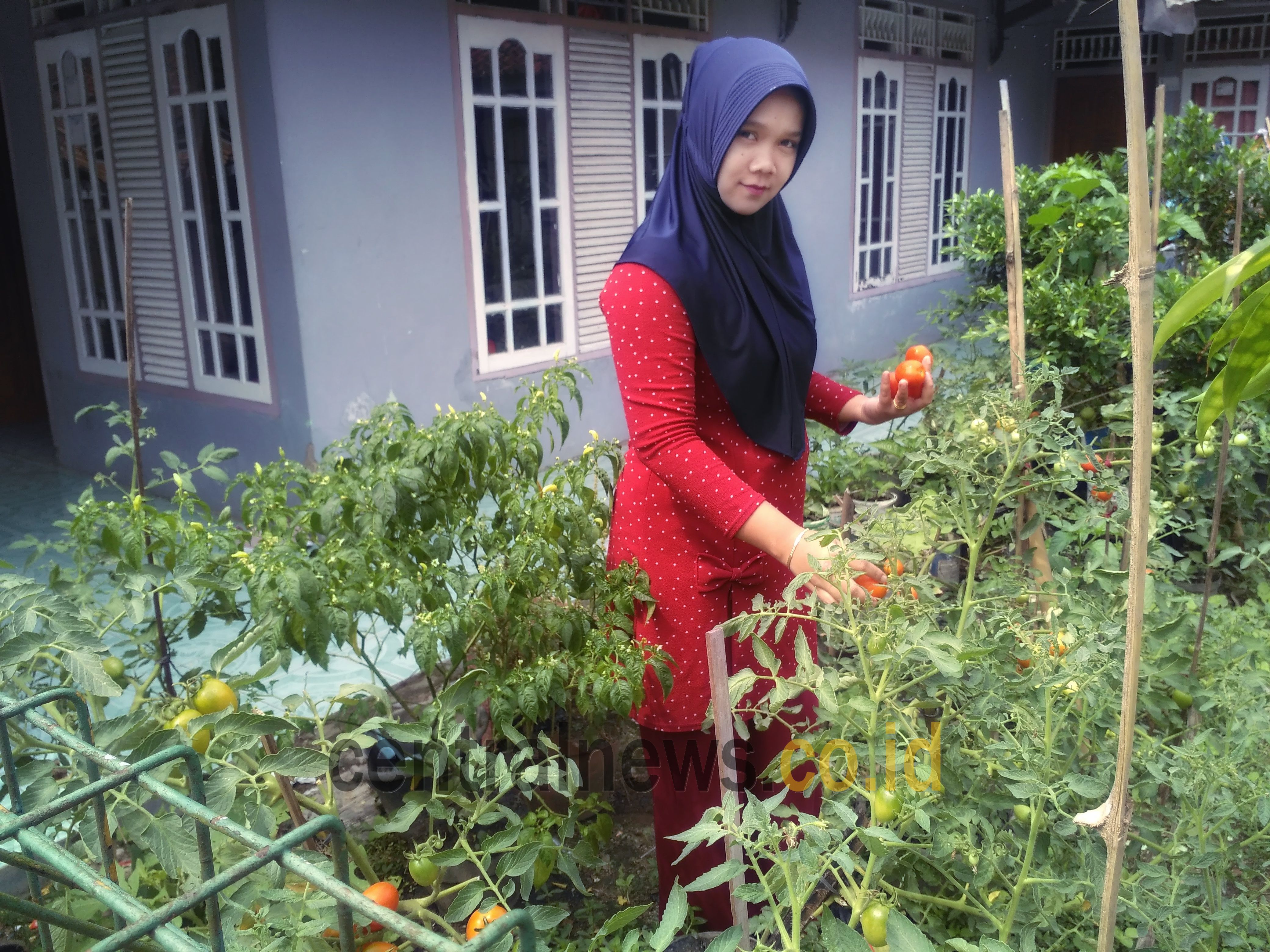 Detail Taman Sayuran Di Pekarangan Rumah Nomer 22