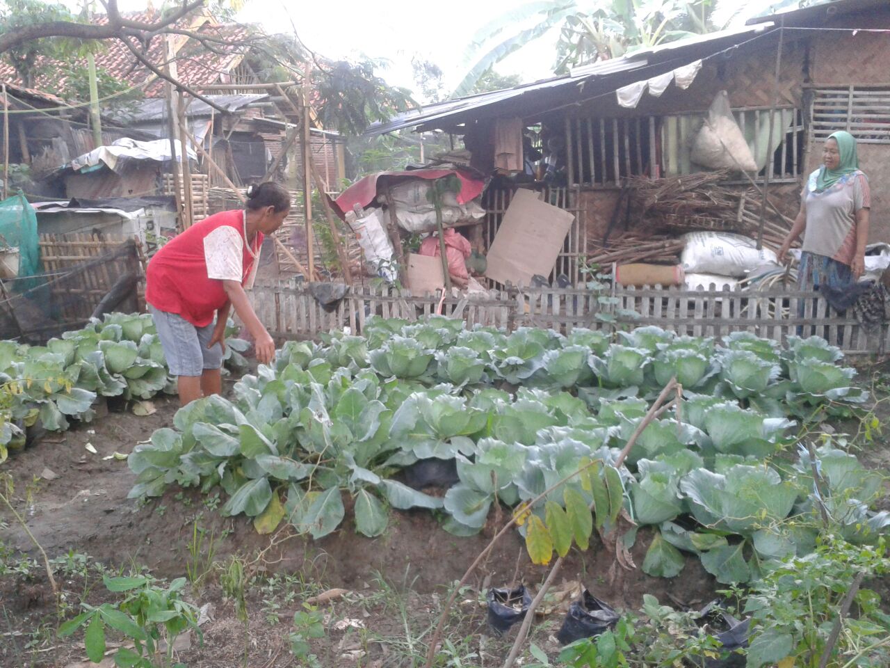 Detail Taman Sayuran Di Pekarangan Rumah Nomer 23