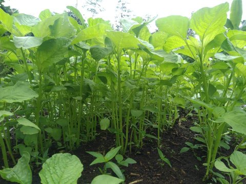 Detail Taman Sayuran Di Pekarangan Rumah Nomer 27