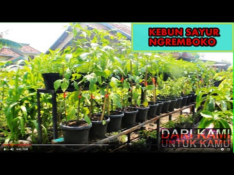 Detail Taman Sayuran Di Pekarangan Rumah Nomer 32