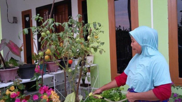 Detail Taman Sayuran Di Pekarangan Rumah Nomer 39