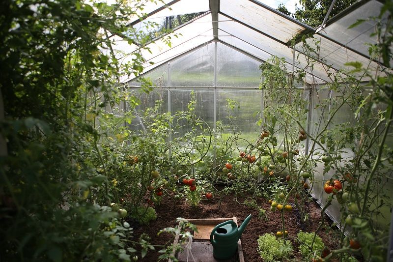 Detail Taman Sayuran Di Pekarangan Rumah Nomer 41