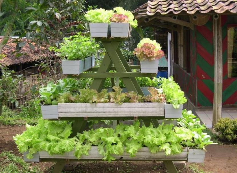 Detail Taman Sayuran Di Pekarangan Rumah Nomer 7