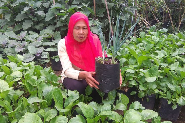 Detail Taman Sayuran Di Pekarangan Rumah Nomer 8