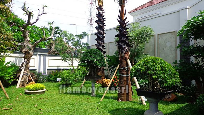 Detail Taman Tropis Depan Rumah Nomer 21