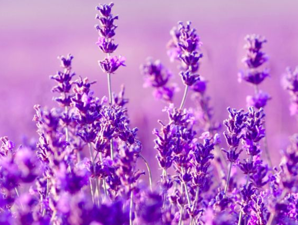 Detail Tampilkan Gambar Bunga Lavender Nomer 7