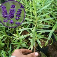 Detail Tampilkan Gambar Bunga Lavender Nomer 36